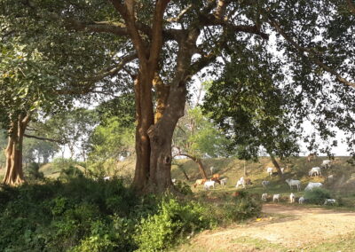 Village Chhoti in Odisha, India
